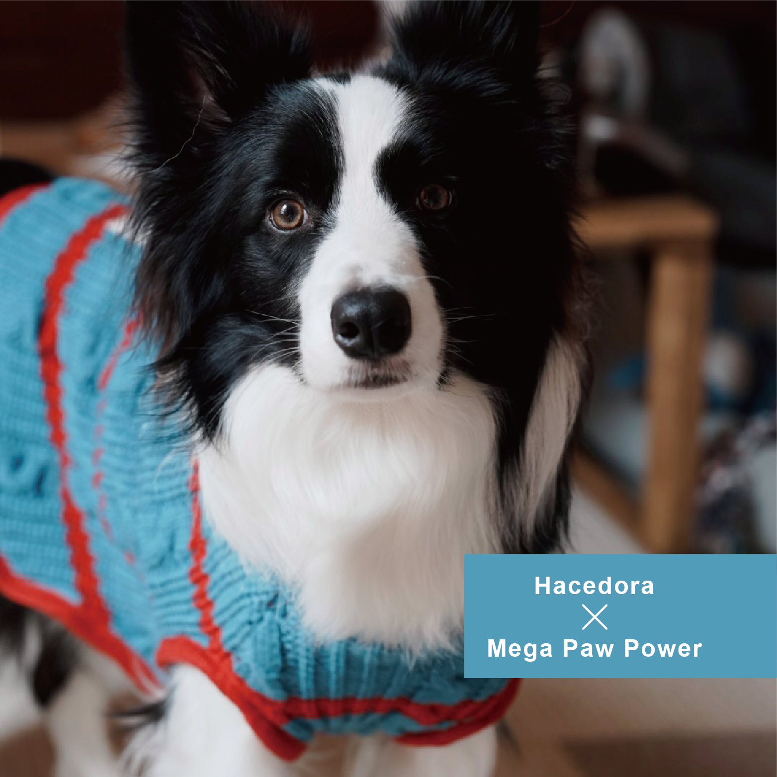 Hacedora｜冬日散步 - 狗狗毛衣背心