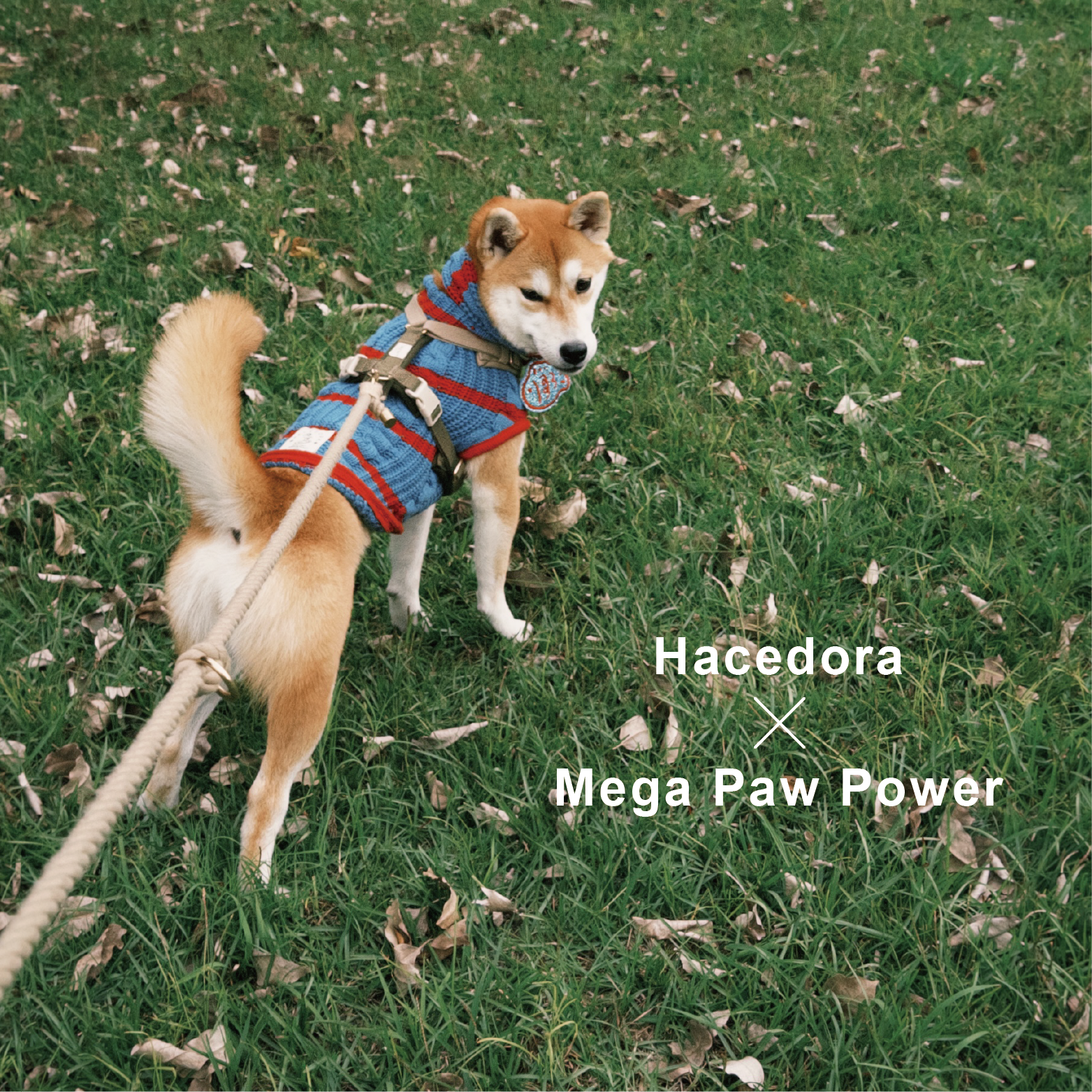 Hacedora｜冬日散步 - 狗狗毛衣背心