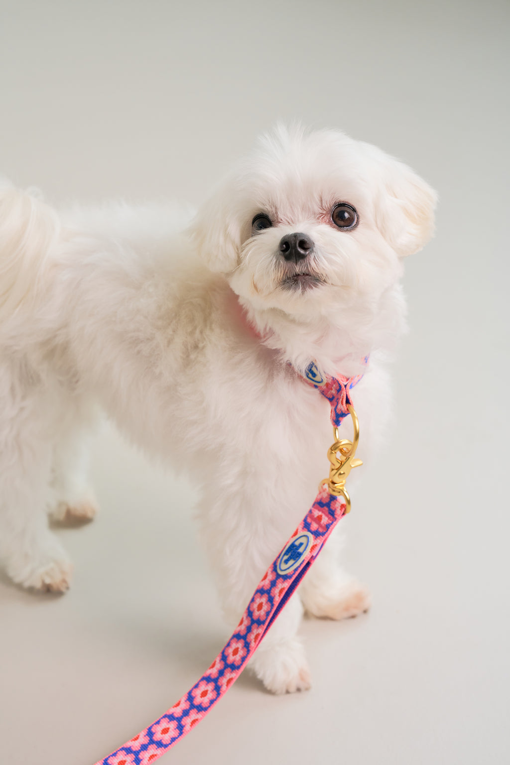 TWB｜Signature Leash｜經典牽繩（4色）