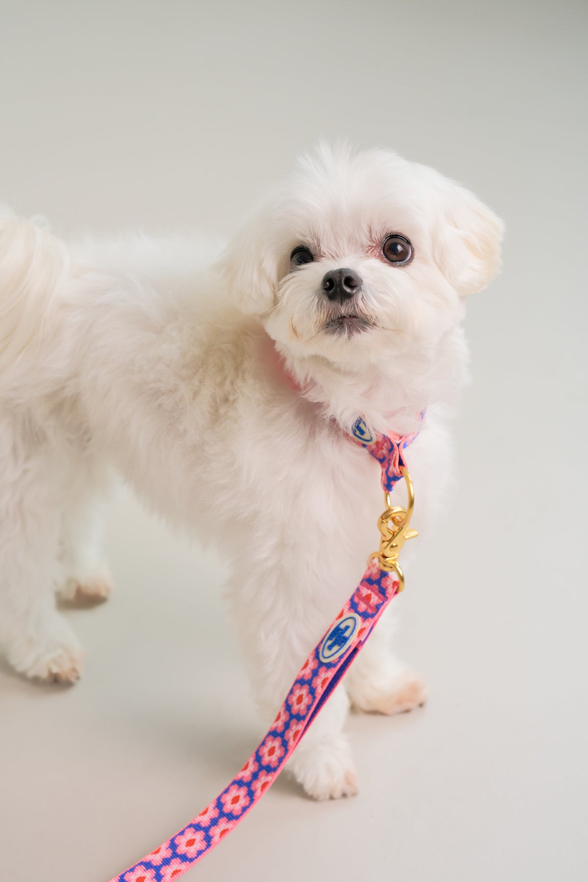 TWB｜Signature Leash｜經典牽繩（4色）