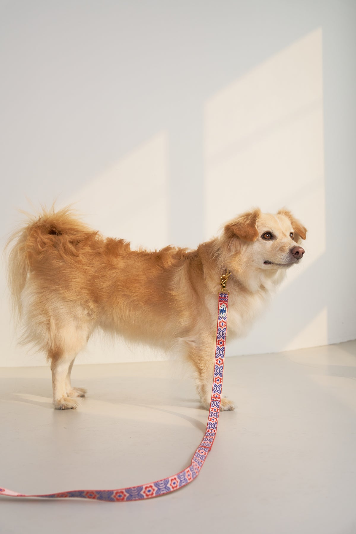 TWB｜Signature Leash｜經典牽繩（4色）